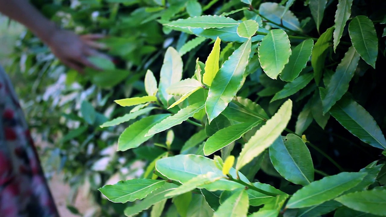 Bruno Krajcar - Brkica