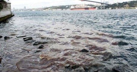 Kurban Kesim Alanlarında Kesilen Kurbanların Kanı Boğaza Aktı