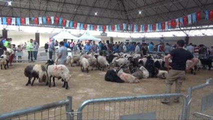 Gaziantep'te Çocukların Gözü Önünde Kurban Kesimi