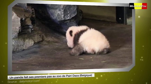 Un panda fait ses premiers pas au zoo de Pairi Daza (Belgique)