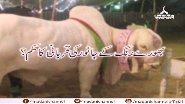 Qurbani Aur Bhooray Rang Ka Janwar - Qurbani Ke Masail - Maulana Ilyas Qadri