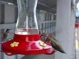 Hummingbirds On Sunshine Coast Near Powell River BC