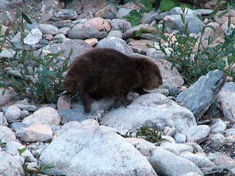 castor (Cévennes, Lozère)