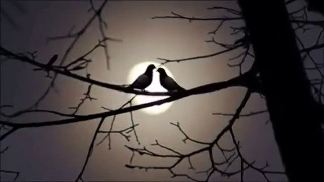 FRANK LARS ╭❤╮ ICH HABE KEINEN STERN DER DEINEN NAMEN TRÄGT ╭❤╮-q3QFQyr9Yco-HQ