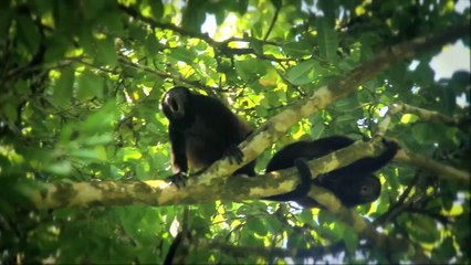 Ils font une incroyable découverte en visitant un zoo abandonné : un singe y vit encore