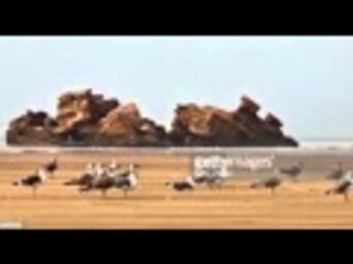 essaouira mogadore الصويرة