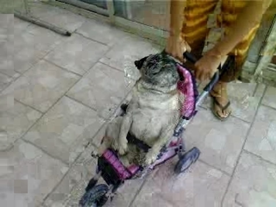 Romeo fait de la poussette