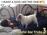 Querias ter um cão assim?