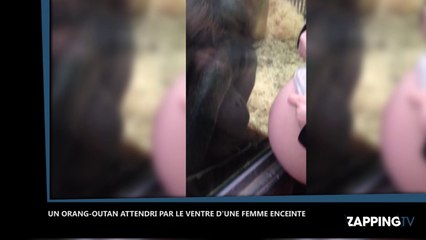 Un orang-outan très touché par le ventre d'une femme enceinte (Vidéo)