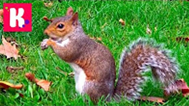 Мисс Кети & Мис Кэти ВЛОГ Белки едят наши орешки в Лондоне Вызываем Королеву гулять Мороженое у London Eye и ресторан