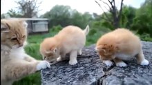 Милые котята, маленькие крохи. Умилительное видео