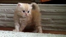 Забавный маленький котёночек.
