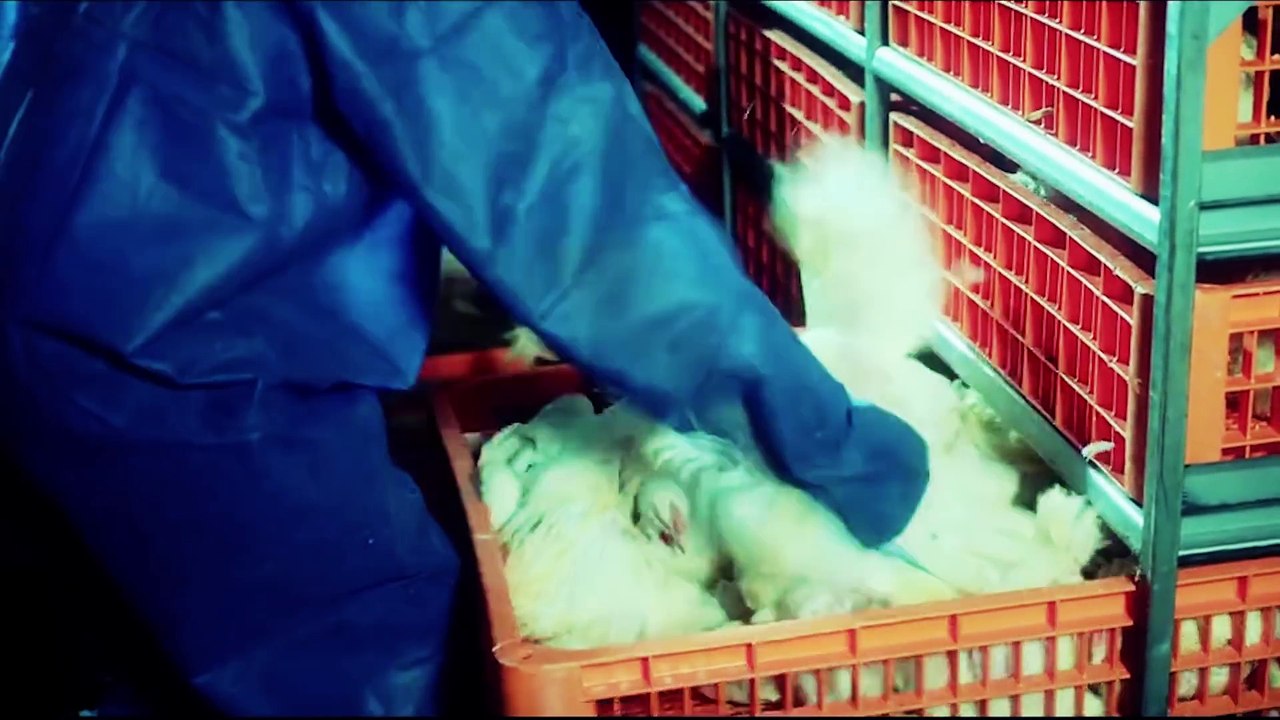 Moby & The Void Pacific Choir - Don't Leave Me (Official Video)