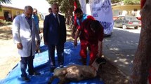 Cumhurbaşkanı Erdoğan ve Eşi Emine Erdoğan'ın Vekalet Verdikleri Kurbanlar Kilis'te Kesildi
