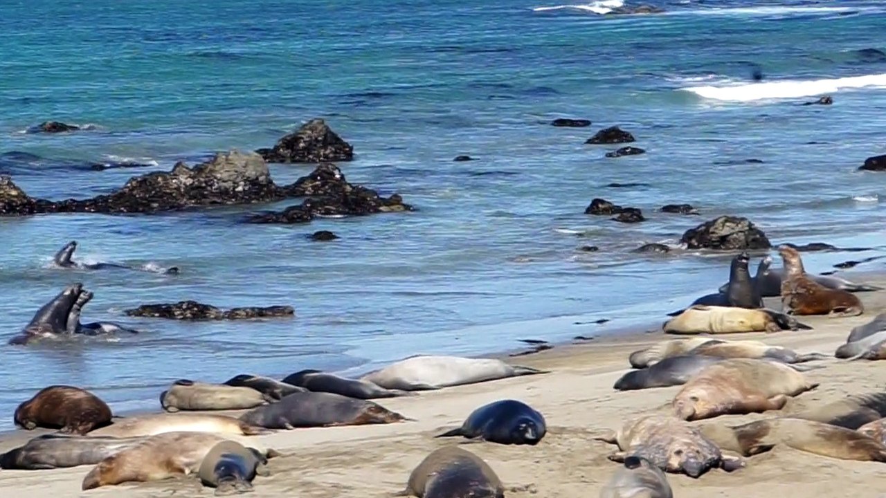Californa Elephant Seal's