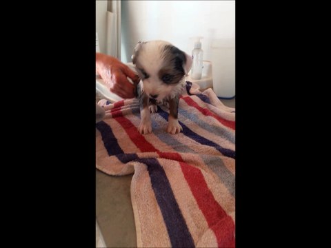 Portée Belinda filmée le 10 septembre... les chiots ont maintenant 5 semaines