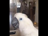 Confident Cockatoo Performs Funny Duet Using a Simple Cup