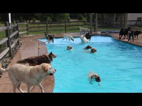Dog Day Care Center Throws a Pool Party