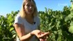 Climat : Les vignerons touchés par la sècheresse (Vendée)