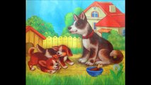 Hayvanlar Alemi - Hayvanları Tanıyalım - Animal videos for kids