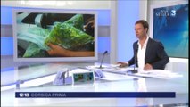 Xylella Fastidiosa ViaStella 10 septembre 2016 12h