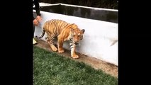 Lewis Hamilton Sneaks Up On A Tiger