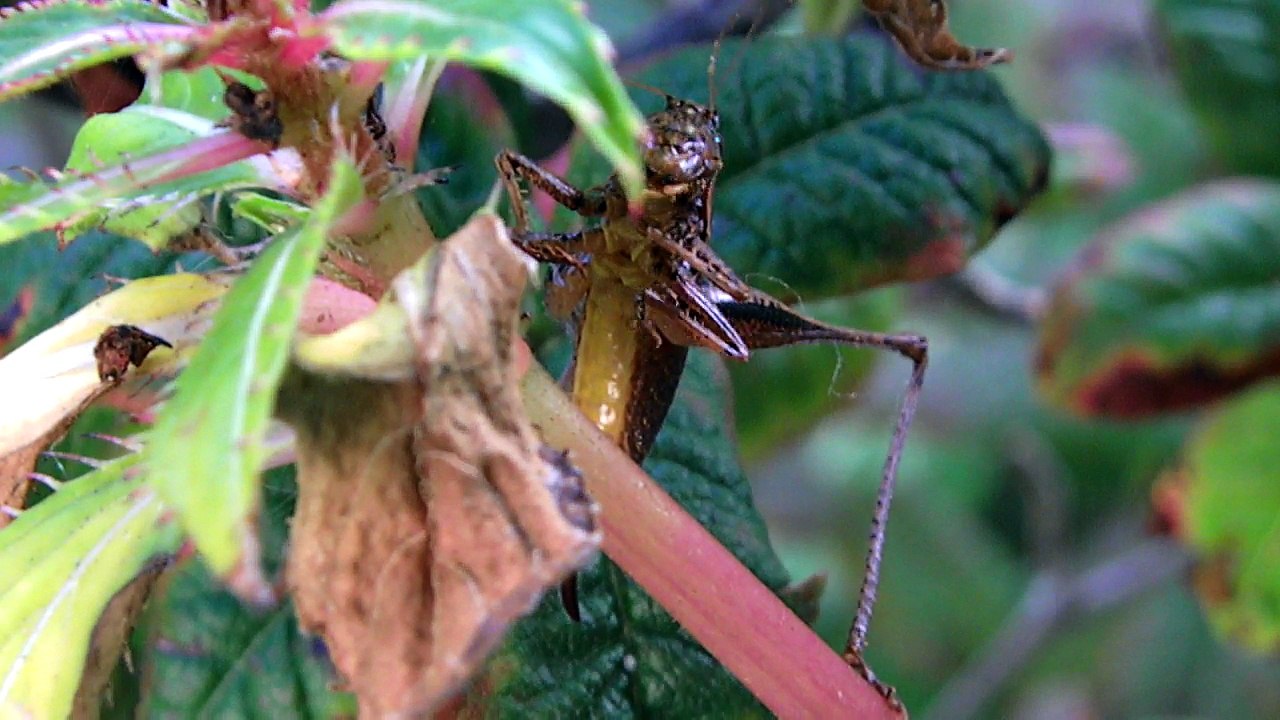 Sauterelle manger...
