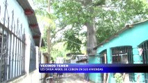 Vecinos preocupados por caida de arbol sobre sus casas