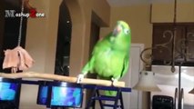 Parrots Dancing - A Funny Parrot Videos Compilation || NEW HD