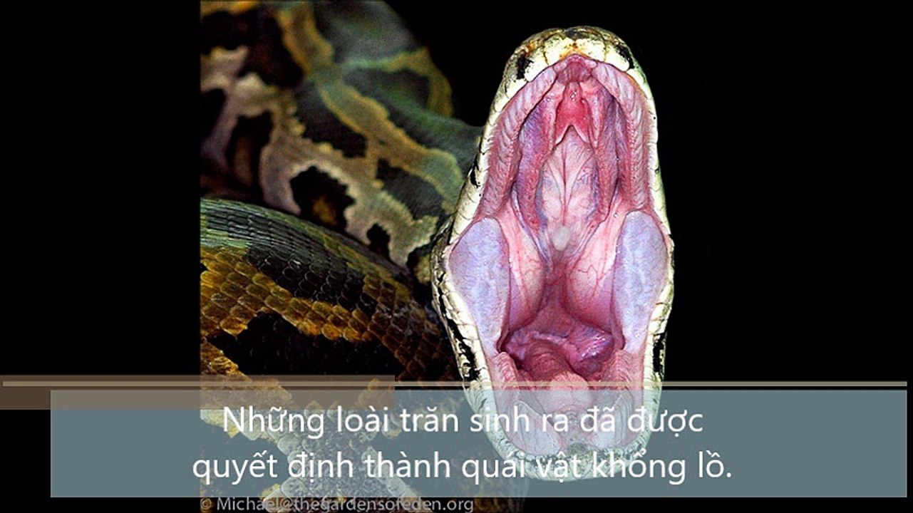 Những loài trăn sinh ra đã được quyết định thành quái vật khổng lồ