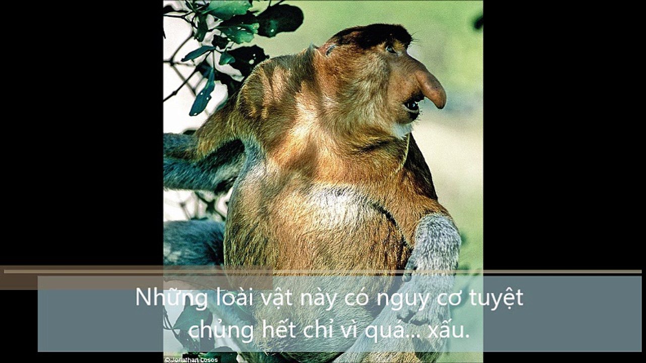 Những loài vật này có nguy cơ tuyệt chủng hết chỉ vì quá xấu