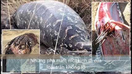 những pha nuốt mồi kinh dị của loài trăn khổng lồ