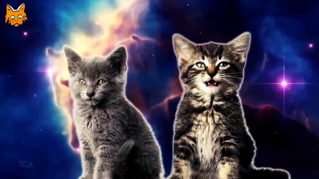 Best Funny Cats Videos Compilation Приколы с котами #6