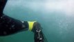 Great White Shark Attack Caught on GoPro