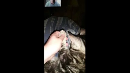 Kitty, Kitty, Kitty, Toes!!!