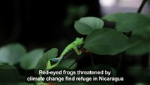 Endangered red-eyed frog finds shelter in Nicaragua
