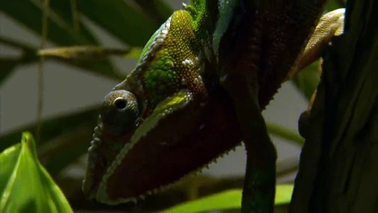 Reptiles animals_24