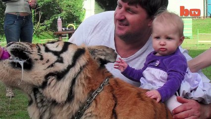 Living With Tigers- Family Share Home With Pet Tigers