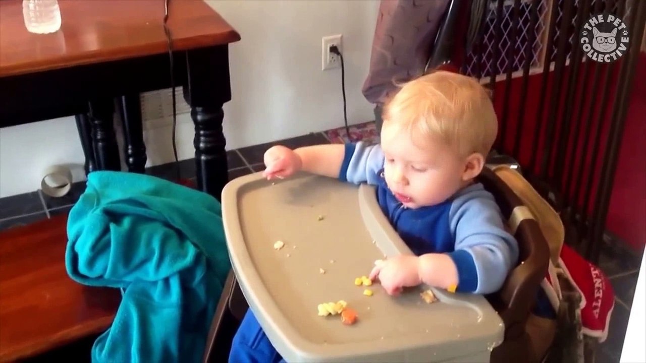 Gattini PAZZI! gatti adorabili compilation 2016