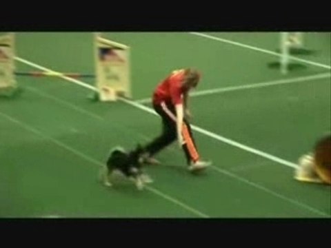 Championnat d'europe d'agility