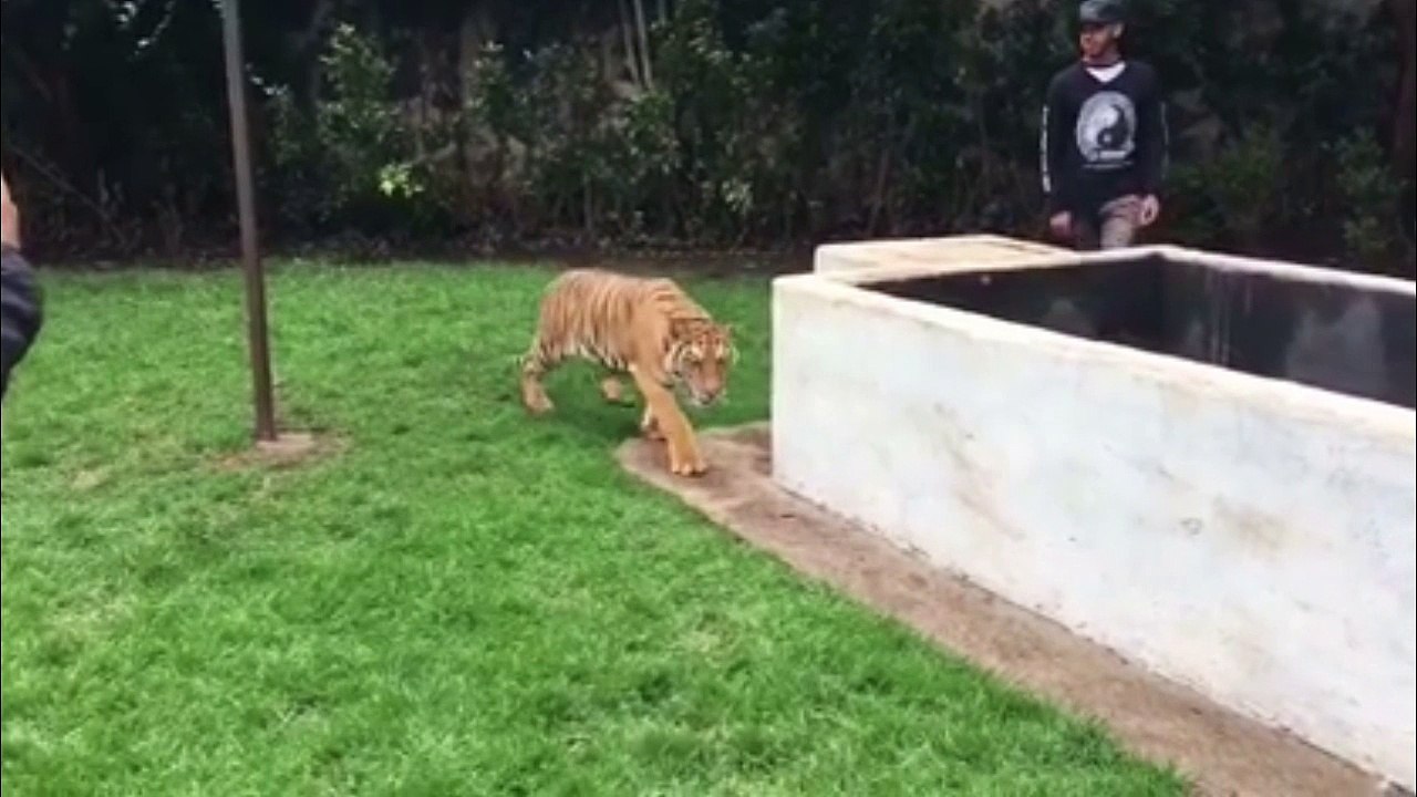 Quand Lewis Hamilton fait peur à un tigre