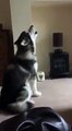 Quand t'entends ta chanson préférée! Adorable le Husky