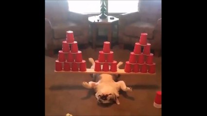 Le chien idéal pour toutes les coloc' de fêtards