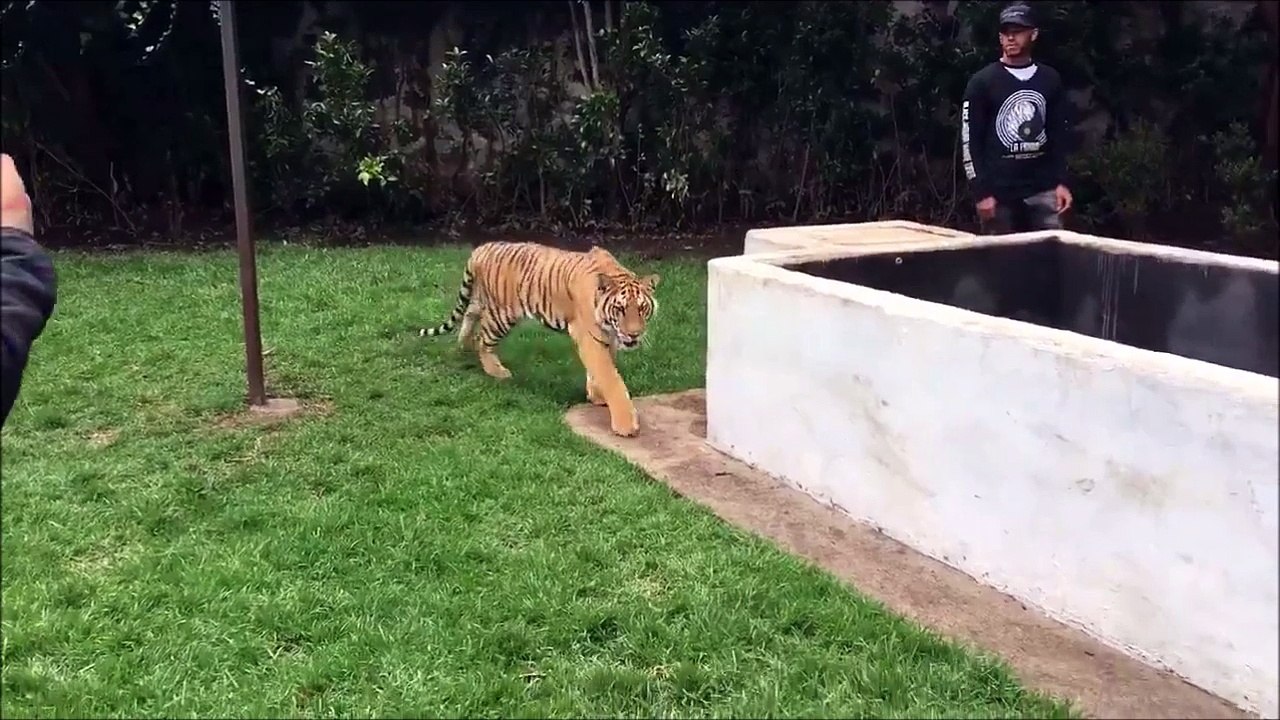 Lewis Hamilton fait peur à un Tigre par derrière ! Formule 1