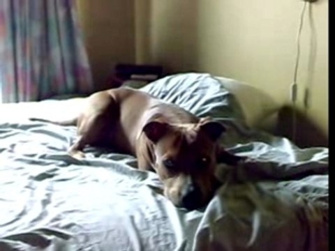 Mon Amstaff Thais a 8 mois