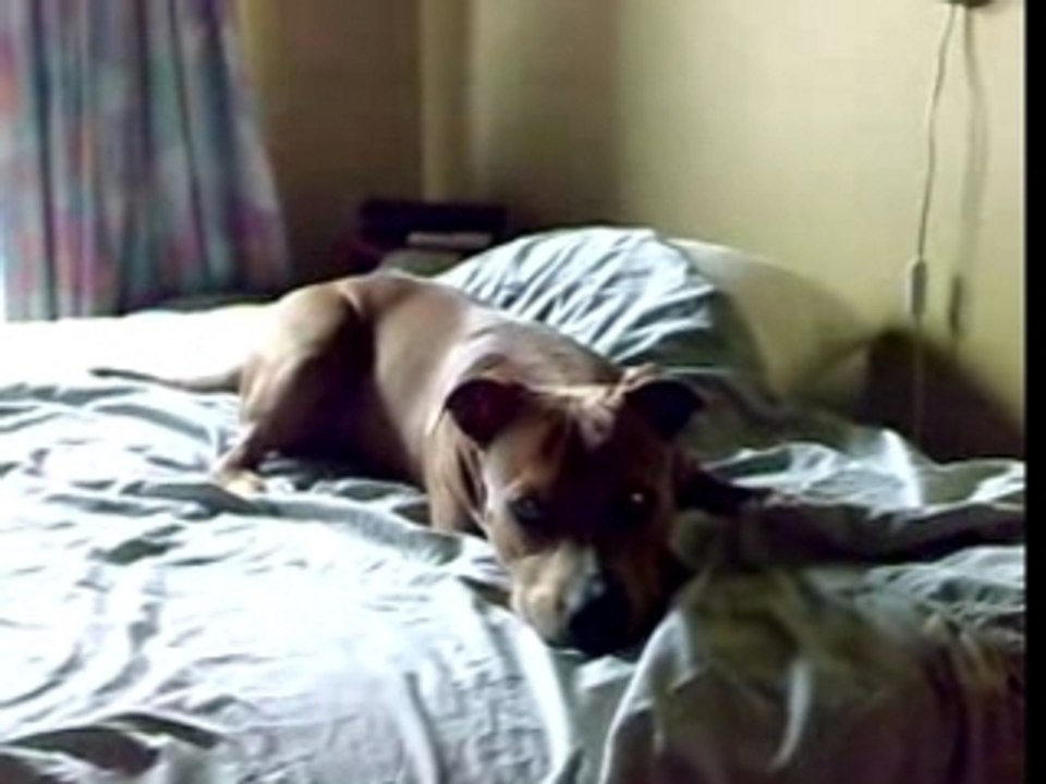 Mon Amstaff Thais a 8 mois