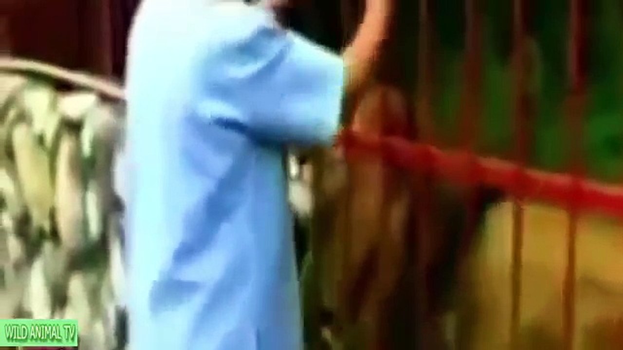 Most Amazing Wild Animal Attacks #73 ❖ Lion vs Tiger Fight To Death, Lion vs Buffalo Who Would Win -axhZxfAa-f8-HQ