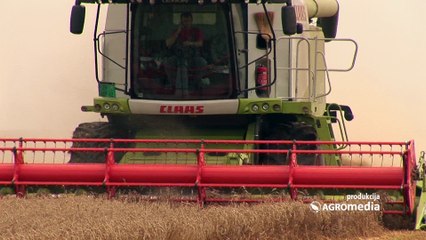 Kako izgleda žetva pšenice “Claas” mehanizacijom