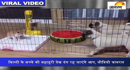बिल्ली के बच्चे की बहादुरी देख दंग रह जाएंगे आप, वीडियो वायरल