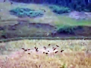 Ayam hutan saat mencari makan